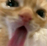325963646_891626261977520_735268