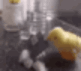 drugcocaineduck