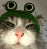 cat_froggy