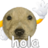 holapotaxio