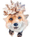 juniperbowremovebgpreview2