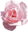 Z_aestheticflower