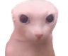 S_Bingus