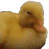 S_Duck_no