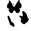 8_blackbutterfly