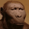 seriousmonkey