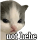 z_nadianothehe
