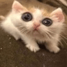 O_o_cat