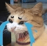 crycat