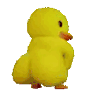 duckshaking