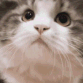 catyep