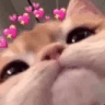 Hearts