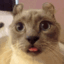 sillycat