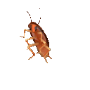 MemeCockroachStickerbyMOODMAN