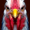angrybirdjj