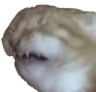 aughhh