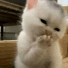 blushkitty