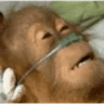 monkeyhelp