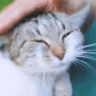 CatPatting