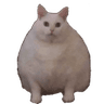 5492fatcat