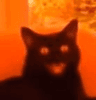 1269demoniclaughingcat