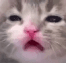 6867sadkitty