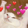 9806_cat_go_heart_brrr