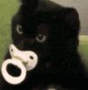 catbaby