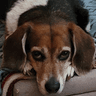 Archie
