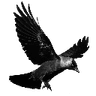 flyingjackdaw