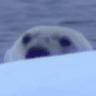 PolarPeep