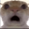 huh_cat