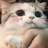 cutecat