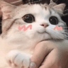 Kitten