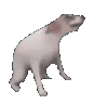 DancingDog