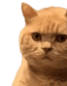 catstare