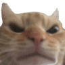 mad_cat