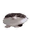 cat_boing