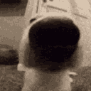 dogSniff