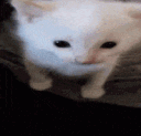 hubert