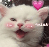c_catwink