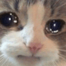 c_catcry