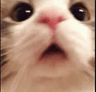 c_catwtf