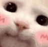 c_cutecat