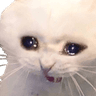 c_CryCat