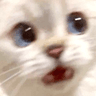 c_catwhaaa
