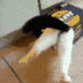 catstuck