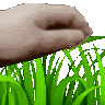toychgrass