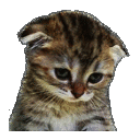 sad_cat_pack