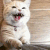 Catbegging